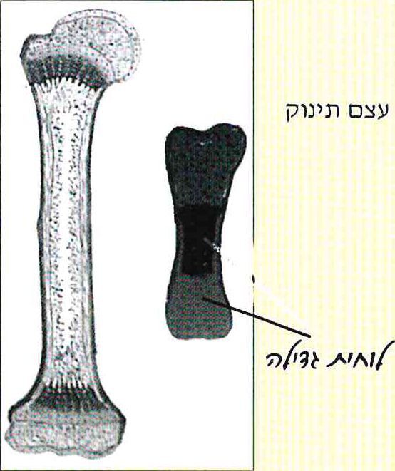 עצם תינוק: לוחות גדילה,  עצם מבוגר